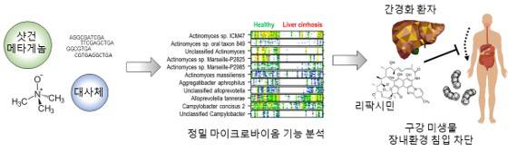 이선재 GIST 교수팀은 간경화 환자에게 잘 듣지만 이유는&nbsp;알려지지 않았던&nbsp;항생제인 리팍시민의 작용 원리를 마이크로바이옴 기능 분석을 통해 밝혀냈다. GIST 제공