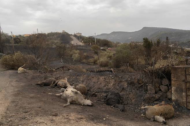 지난 7월24일 밤 사르데냐 섬 서부 오리스타노 지역에서 발생한 화재로 200㎢가 넘는 산림이 불에 탄 것으로 파악됐다. 여의도의 83배에 해당하는 면적이다. [AFP=연합뉴스]