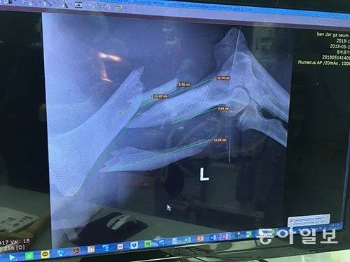 관광버스에 부딪힌 KM-53의 앞발 엑스레이 사진. 뼈가 부러졌다. 동아일보 DB