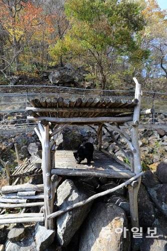 베어빌리지에 있는 반달곰 중 ‘강이’. 하동 =전영한 기자 scoopjyh@donga.com