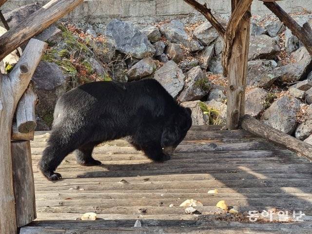 정 씨가 던져 준 배와 곶감을 먹는 ‘강이’. 하동 = 전영한 기자 scoopjyh@donga.com