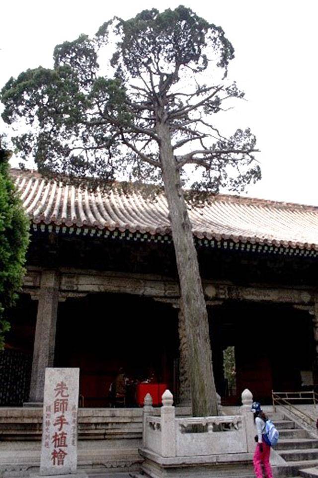 취푸 공묘 대성문 앞의 향나무. Ⓒ최종명