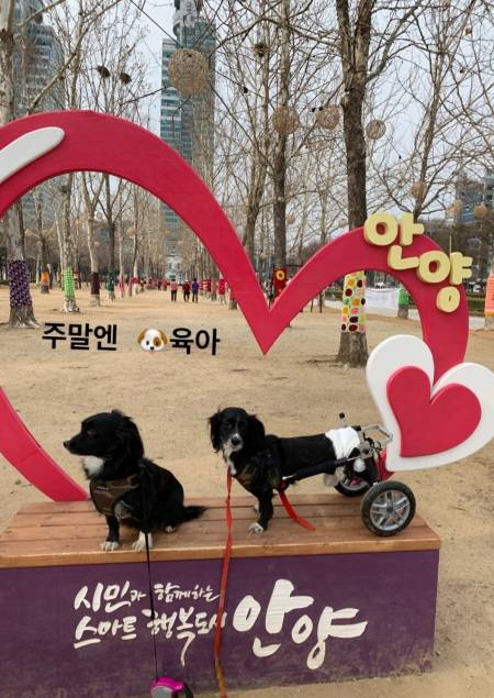 콩지(오른쪽)와 파찌(왼쪽)의 모습. 아래 글은 여자친구의 반려견 콩지가 떠난 것을 슬퍼하며, 남자친구가 콩지의 입장에서 썼습니다. 뭉클하지요./사진=독자님 제공.