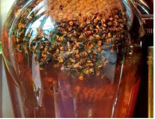 말벌주는 먹어서도 유통해서도 안 된다./사진=조선일보DB