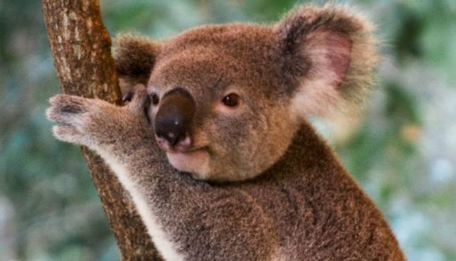 코알라가 정면을 응시하고 있다. /호주 사우스오스트레일리아 주정부
