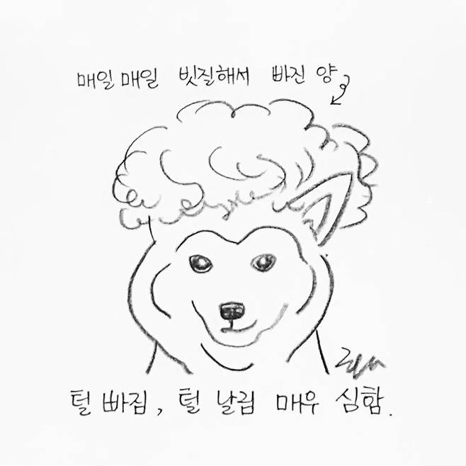 해피펫툰 시바견 © 뉴스1