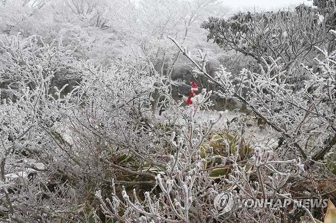 하얀 눈 쌓인 제주 1100고지 찾은 탐방객 (제주=연합뉴스) 고성식 기자 = 크리스마스인 25일 대설주의보가 내려진 제주 한라산 1100고지에 탐방객들이 찾아 설경을 감상하고 있다. 2021.12.25 koss@yna.co.kr