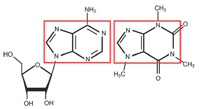 아데노신(왼쪽)과 카페인의 분자 구조로 아데노신의 염기(아데닌)와 카페인이 꽤 비슷함을 알 수 있다. 속씨식물 진화과정에서 커피나무와 차나무 등 30여 종이 해충의 신경계를 교란하는 카페인을 만드는 데 성공했다. ‘CNS 신경과학& 치료학’ 제공
