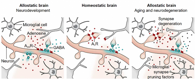 뇌는 시기에 따라 상태가 다르다. 어릴 때는 시냅스 가지치기가 왕성한 불안정한 시기로 가바(GABA) 시냅스 주위에 아데노신(adenosine) 농도를 높이고 수용체(A2aR) 밀도를 높여 신호를 증폭해 보호한다(왼쪽). 성체가 돼서는 안정된 시기를 보내다가(가운데) 노화나 신경퇴행이 일어나면 다시 불안정한 상태가 된다. 이번에도 아데노신 농도를 높이고 A2aR 밀도를 높여 대응하지만 관련 네트워크의 구조가 아이일 때와는 달라 오히려 시냅스를 파괴해 상황을 악화시킨다(오른쪽). 사이언스 제공