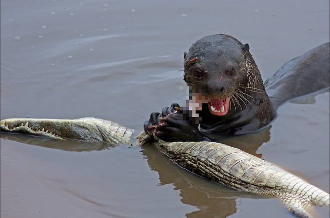 Craig Fast Flickr 지상 최대의 수달인 남미 왕수달이 악어의 한종류인 카이만을 죽인 뒤 잡아먹고 있다.