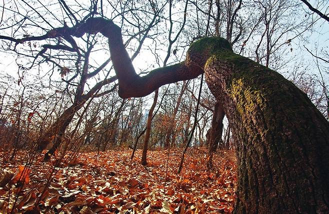 고덕산 겨울나무. 굵은 줄기를 비틀며 자란 나무에 눈길이 머문다.
