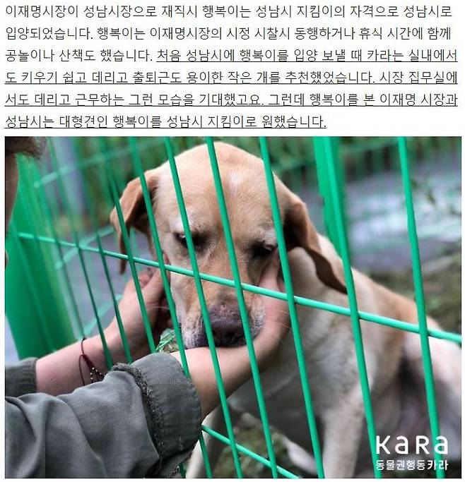이재명 경기지사가 성남시장 때 입양했던 유기견 '행복이'. 그런데 입양은 이 지사가 아닌 성남시가 한 것이었고, 이 지사에게 행복이를 보냈던 '카라'는 다시 행복이를 데려와 보호자를 찾아줬다. /카라 홈페이지 캡처