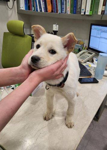 2일 동물병원에서 검사 받는 떡국이/도로시지켜줄개 제공