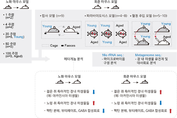 회춘 마우스 모델 내에서 아카먼시아 미생물 등의 젊은 쥐 특이적 미생물이 증가했다. [사진=한국연구재단]