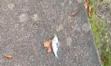미국 텍사스주의 한 주민이 하늘에서 물고기가 떨어지는 기이한 현상을 목격한 뒤 SNS에 올린 사진. 도로 위에 물고기가 죽은 채 떨어져 있다. 트위터 캡처