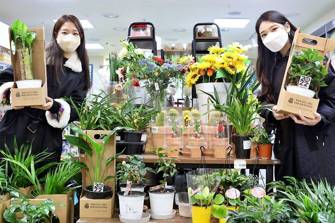 4일 오전 서울 중구 봉래동에 위치한 서울역점에서 고객들이 꽃말 좋은 식물을 구경하는 모습
