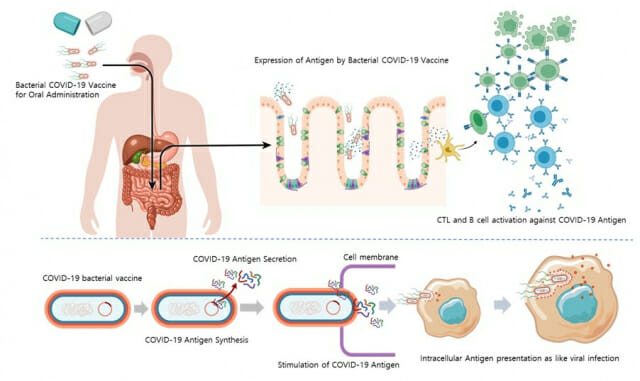 COVID-19 항원 발현 경구형 장내미생물 백신의 기전모식도 (그림=고려대의료원)