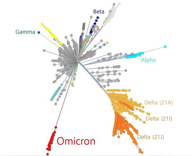 코로나19 바이러스의 다양한 변이 사이의 유전적 거리. 오미크론(붉은색)이 다른 변이와 가장 멀리 떨어져 있다. 위키미디어 코먼스 제공.