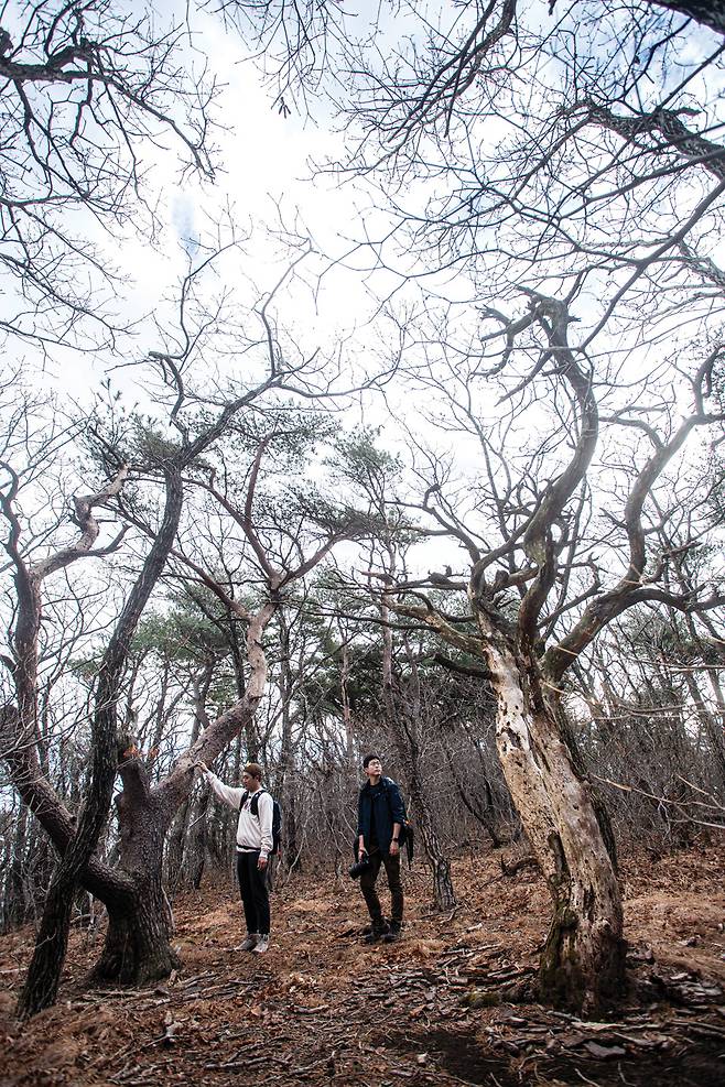 칠보산 능선에서 만난 고사목이 산행에 운치를 더해준다.