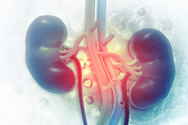 ‘적혈구 분포 폭’ 수치가 정상 범위(13.8%)보다 높은 신장질환자는 사망 위험이 1.5배 이상 높은 것으로 나타났다./사진=게티이미지뱅크