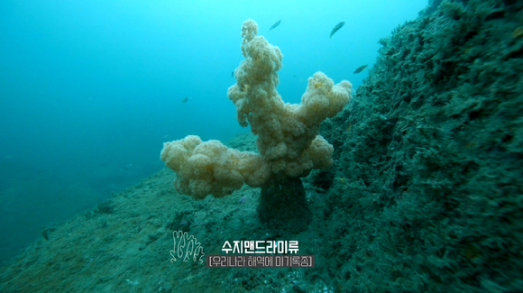 FTV 다큐 '푸른 심장, 산호'에서는 수지맨드라미류인 미기록종 산호를 소개한다. [사진=FTV]