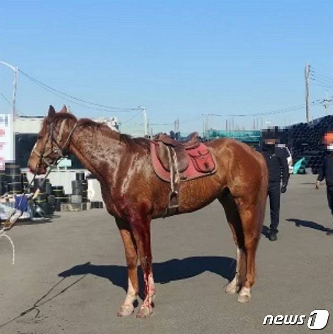 부산 한 경마장에서 탈출했던 말이 다리에 부상을 입은 채 서 있다.(부산소방재난본부 제공)© 뉴스1