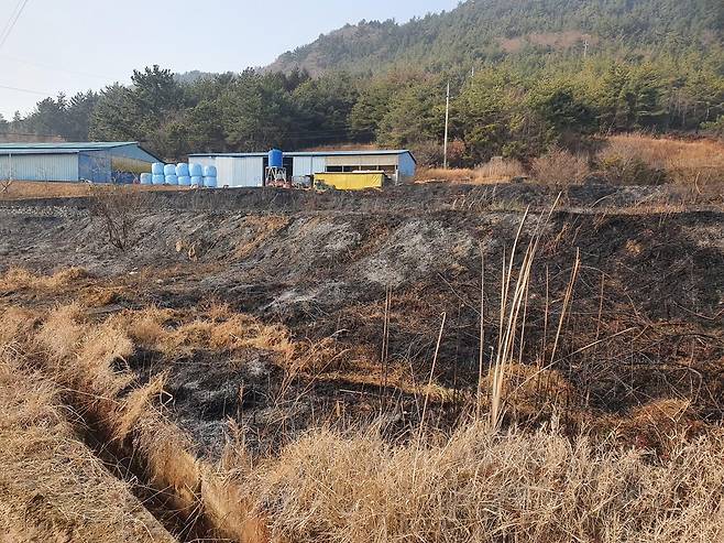 불에 탄 고흥 갈대밭 [고흥군 제공. 재판매 및 DB 금지]