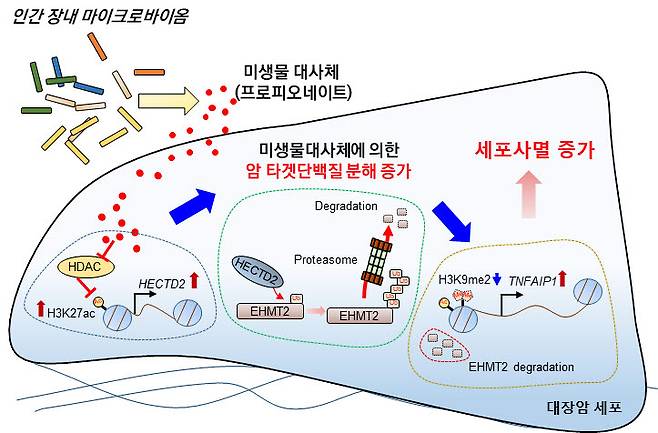 장내미생물 대사체인 Propionate에 의한 대장암 세포주의 세포사멸 유도 과정 모식도