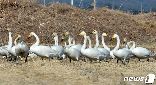 천연기념물 제201-2호이자 멸종위기 2급인 큰고니 떼가 경북 포항시 북구 흥해 들녘에서 노닐고 있다. 2022.1.11/뉴스1 © News1 최창호 기자