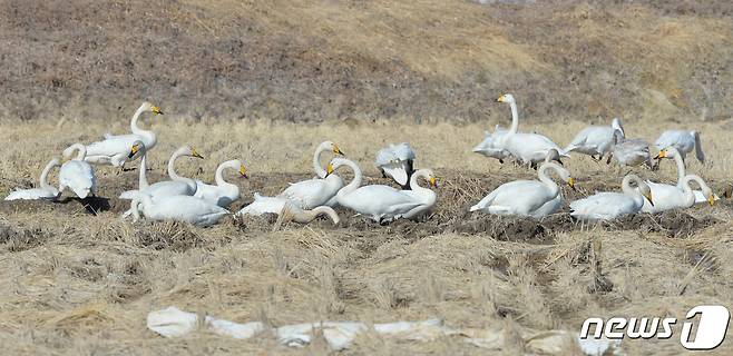 천연기념물 제201-2호이자 멸종위기 2급인 큰고니 떼가 경북 포항시 북구 흥해 들녘에서 낙곡을 주워먹기 위해 다른 논으로 이동하고 있다.2022.1.11/뉴스1 © News1 최창호 기자