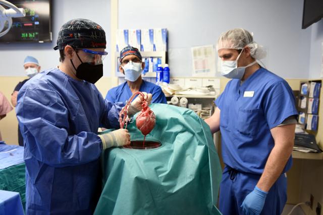 무함마드 모히우딘 미국 메릴랜드 의대 외과 의사가 7일 메릴랜드주 볼티모어에서 유전자변형 돼지의 심장을 인체 이식 수술 전에 확인하고 있다. 로이터 연합뉴스