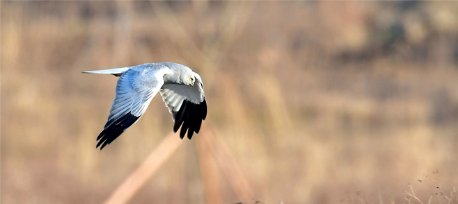 만경강에서 포착된 잿빛개구리매