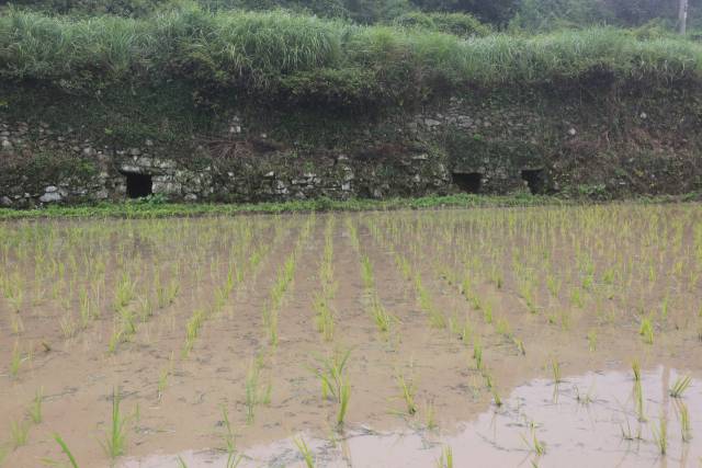 완도 청산도 구들장논 /사진제공=완도군