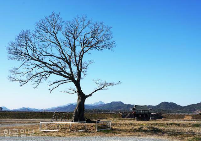 병영성 안은 현재 거목 한 그루가 지키고 있을 뿐, 텅 비어 있다.