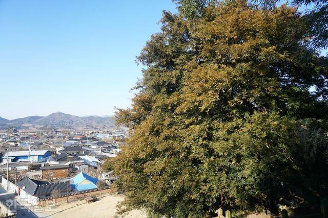 마을 동편 산자락의 삼인리 비자나무. 단 한 그루지만 500년 풍채가 우람하다.