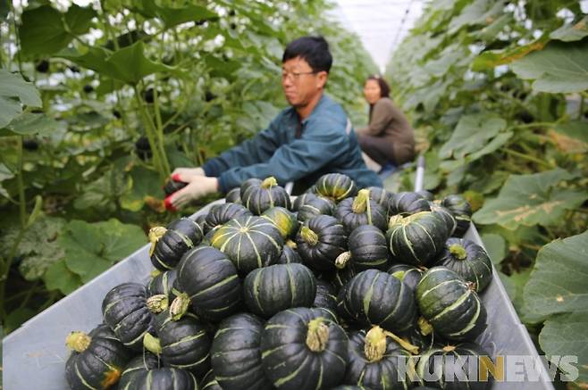 해남군은 농산물 가공기술 표준화사업을 통해 해남 미니단호박에 저항성전분이 다량 함유돼 있음을 세계 최초로 규명하고, 체중조절 효능에 관한 기능성식품 원료등록을 추진하고 있다.[사진=해남군]