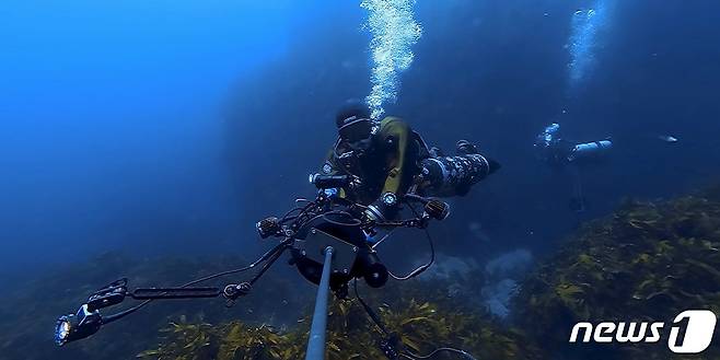 독도 수중생태계를 VR 카메라로 촬영하고 있는 모습.(국립수산과학원 제공)© 뉴스1