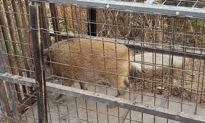 포획틀에 잡힌 멧돼지. 환경부 제공