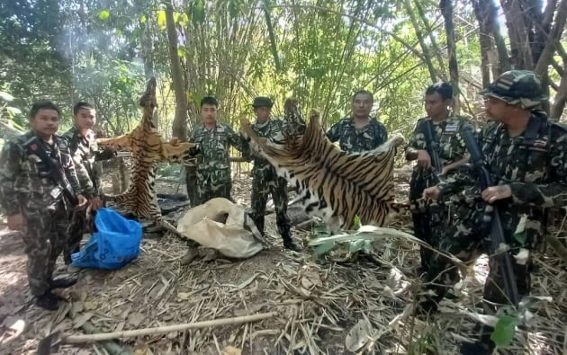 태국 국립공원에서 보호종인 야생 호랑이 두 마리가 밀렵꾼들에 의해 희생 당했다. 사진은 국립공원순찰대원들이 희생 당한 벵골 호랑이 두 마리의 가죽을 들어보이는 모습. /사진=연합뉴스
