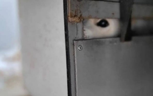 광주광역시에서 트럭 아래 개조된 '쇠 상자' 갇혀 사는 백구가 발견됐다. /사진=동물권단체 케어 인스타그램