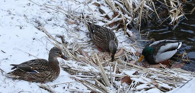 서울 서대문구 홍제천 인공폭포 인근의 오리들. 뉴시스