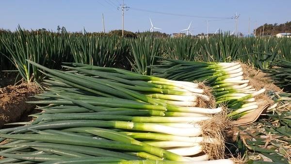 [신안=뉴시스] 신안 대파. *재판매 및 DB 금지