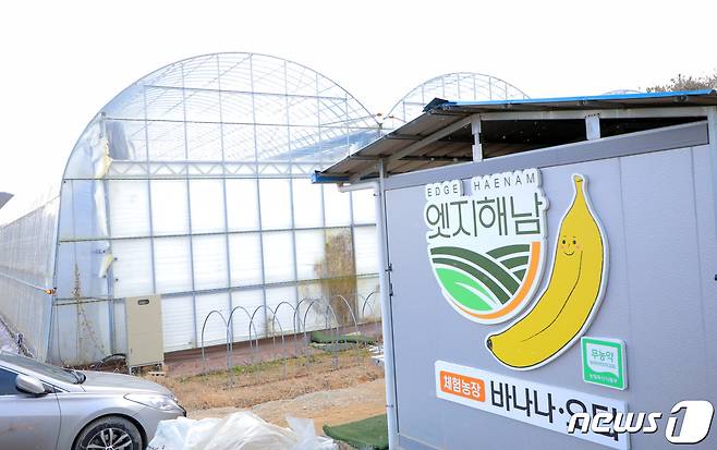 엣지해남바나나.© News1
