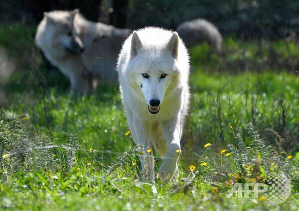 사진제공=ⓒAFPBBNews = News1