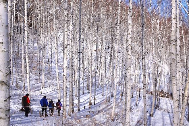 15일은 서울의 아침 체감온도가 영하 4도로 평년 기온을 회복하며 추위가 누그러질 전망이다. 사진은 지난해 2월 눈내린 강원 인제 자작나무숲. /사진=뉴스1