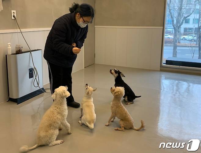 서울 서초구는 설 연휴기간 동안 '반려견 돌봄쉼터'를 운영한다. 사진은 서초동물사랑센터에서 반려견과 놀아주는 모습(서초구 제공).© 뉴스1