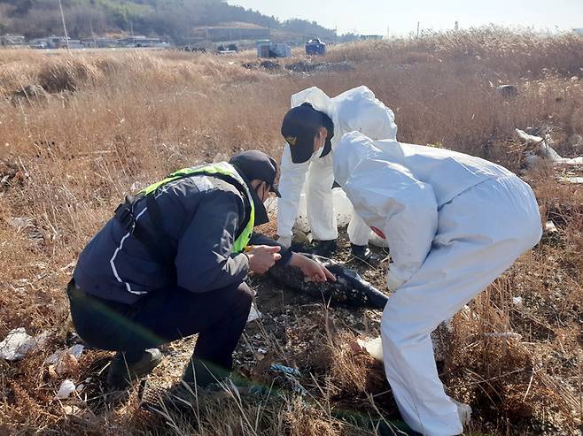 16일 여수해경이 돌산 해안가에서 발견된 상괭이 사체에서 불법 포획 여부를 확인하고 있다. 구조단제공 *재판매 및 DB 금지