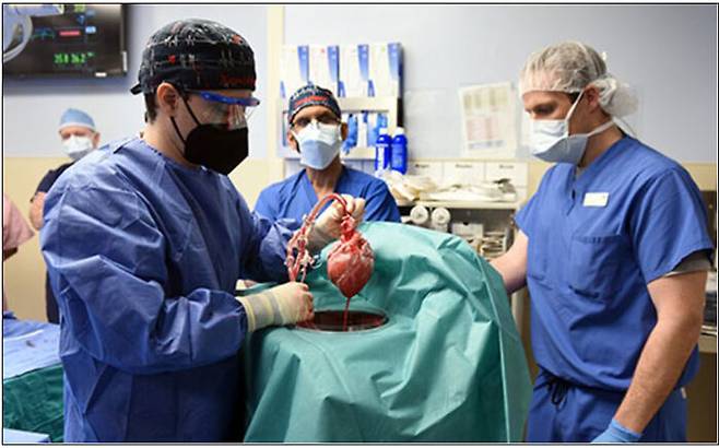 이식용 돼지 심장을 떼어내 들고 있는 매릴랜드의대 의료진