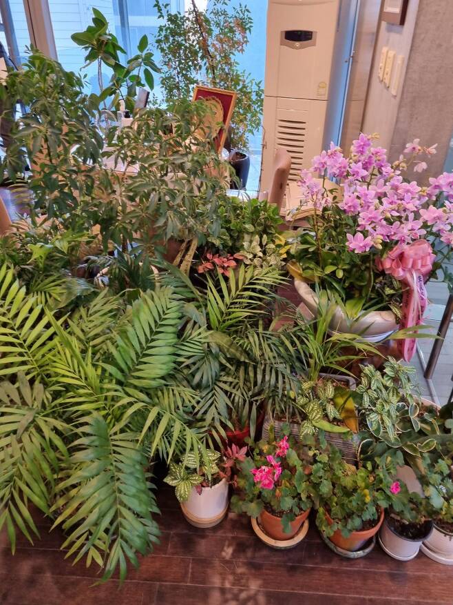 '삶의 이야기가 있는 집'엔 박청수 교무가 선물 받은 식물들이 잘 자라 온실을 방불케한다. /김한수 기자