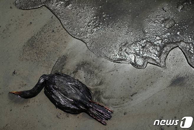 18일(현지시간) 페루 기름유출사고로 피해를 입은 벤타니야 해변에 죽은 새가 방치돼 있다. 2022.01.20/news1 © 로이터=뉴스1 © News1 김민수 기자